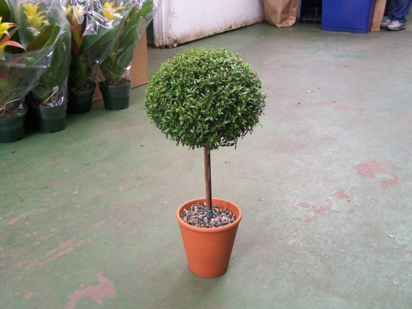 single ball martyle topiary