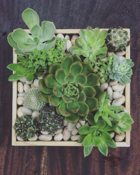 Succulent arrangement square pot