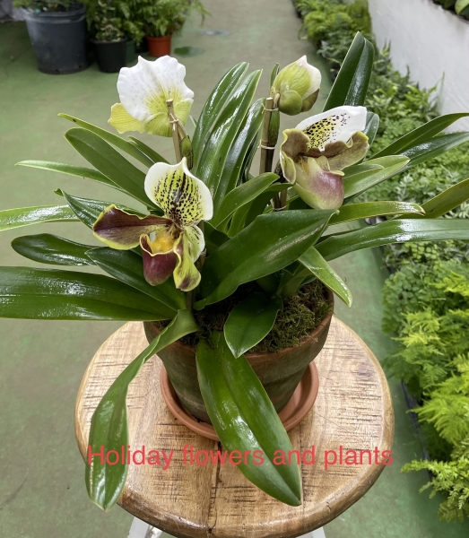 Lady Slipper Orchid