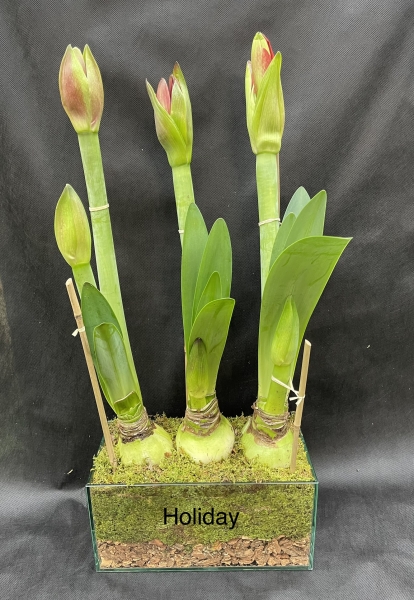 3 Red Amaryllis in Glass