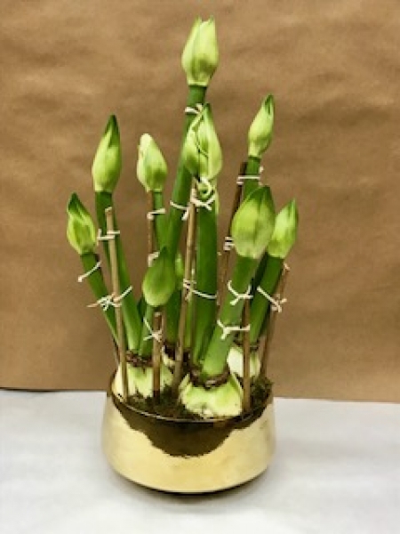 5 White Amaryllis in Gold Pots