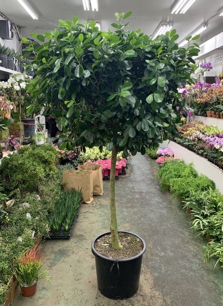 Ficus moclame