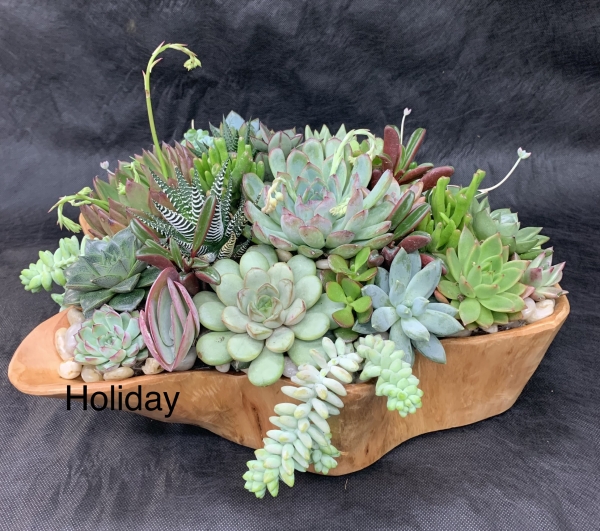 Succulent in hand made wooden pot