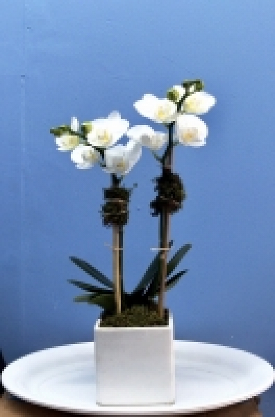 2 Mini White Orchid in White Ceramic Pot