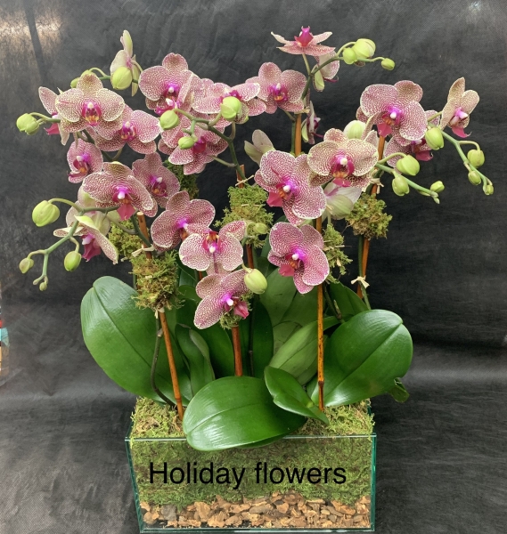 Kaleidoscope Orchids in Rectangular Glass