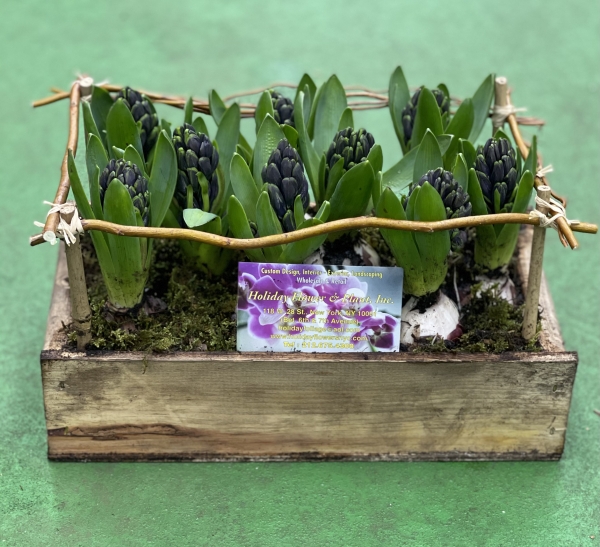 Blue Hyacinth in Wooden Box