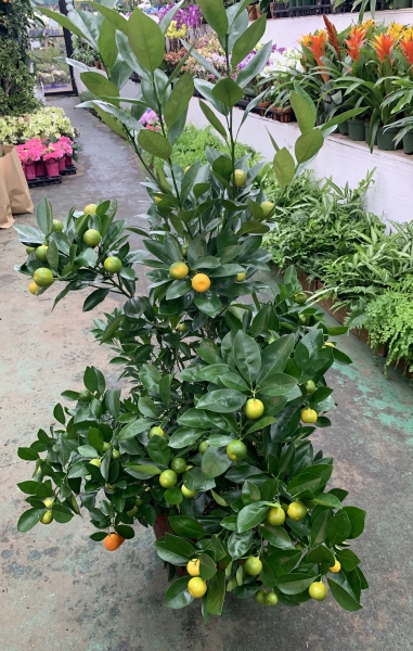 Oranges plant