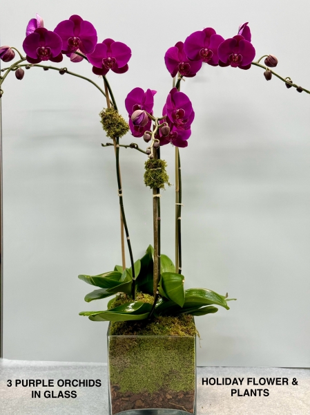 Triple Purple Orchids in a Glass