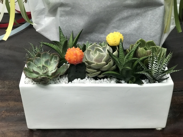 SUCCULENTS ARRANGEMENT IN A WHITE RECTANGULAR POT