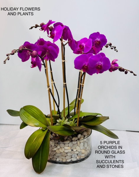 5 Purple Orchids in Round Glass with Stones and Succulents