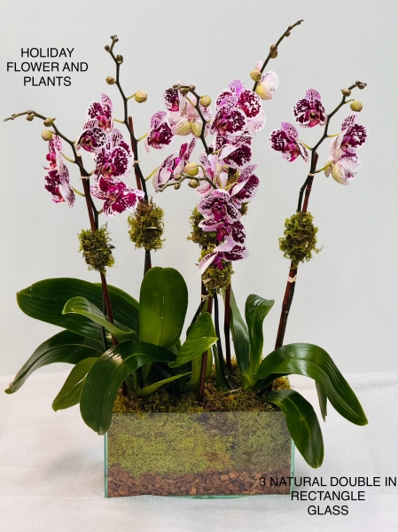 3 Natural Double Orchids in Rectangle Glass