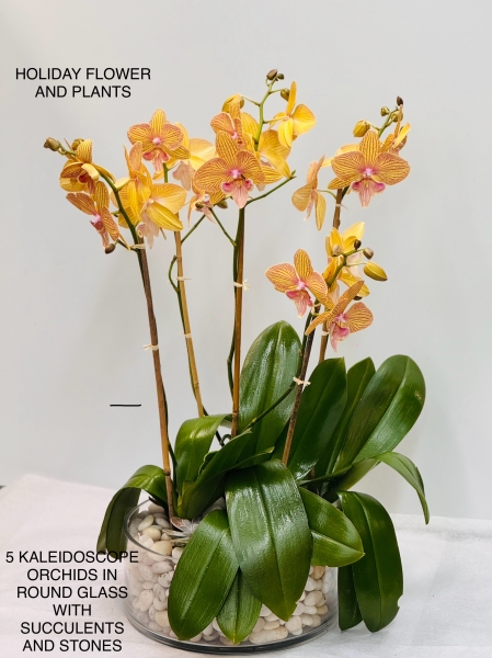 5 Kaleidoscope Orchids in Round Glass with Stones and Succulents