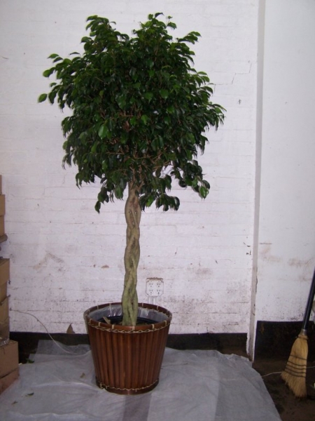 Ficus Tree