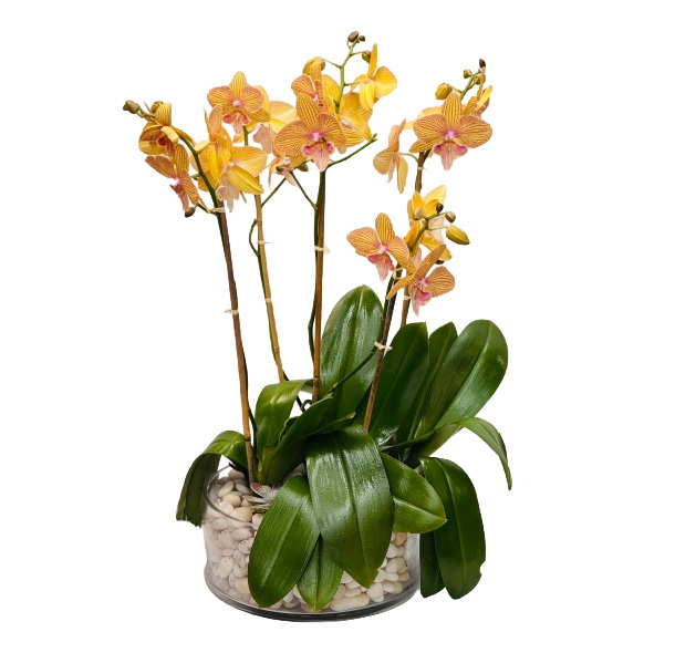 5 kaleidoscope orchids in round glass 5 kaleidoscope orchids in round glass