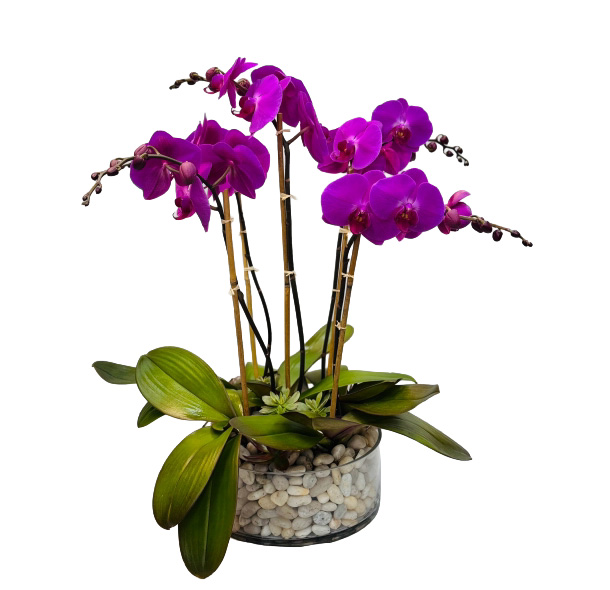5 purple orchids in round glass with stones 5 purple orchids in round glass with stones