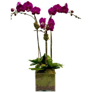 triple purple orchids in a glass