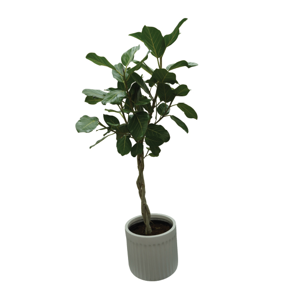 ficus audrey ficus audrey