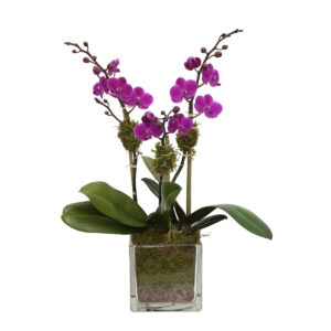 Home 3 mini purple orchid in a square glass