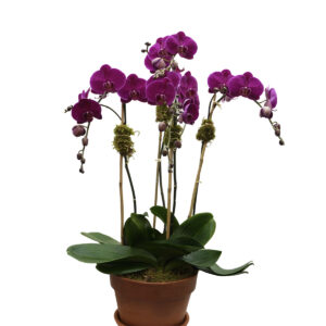 Home 4 tall purple orchids in a terracotta pot