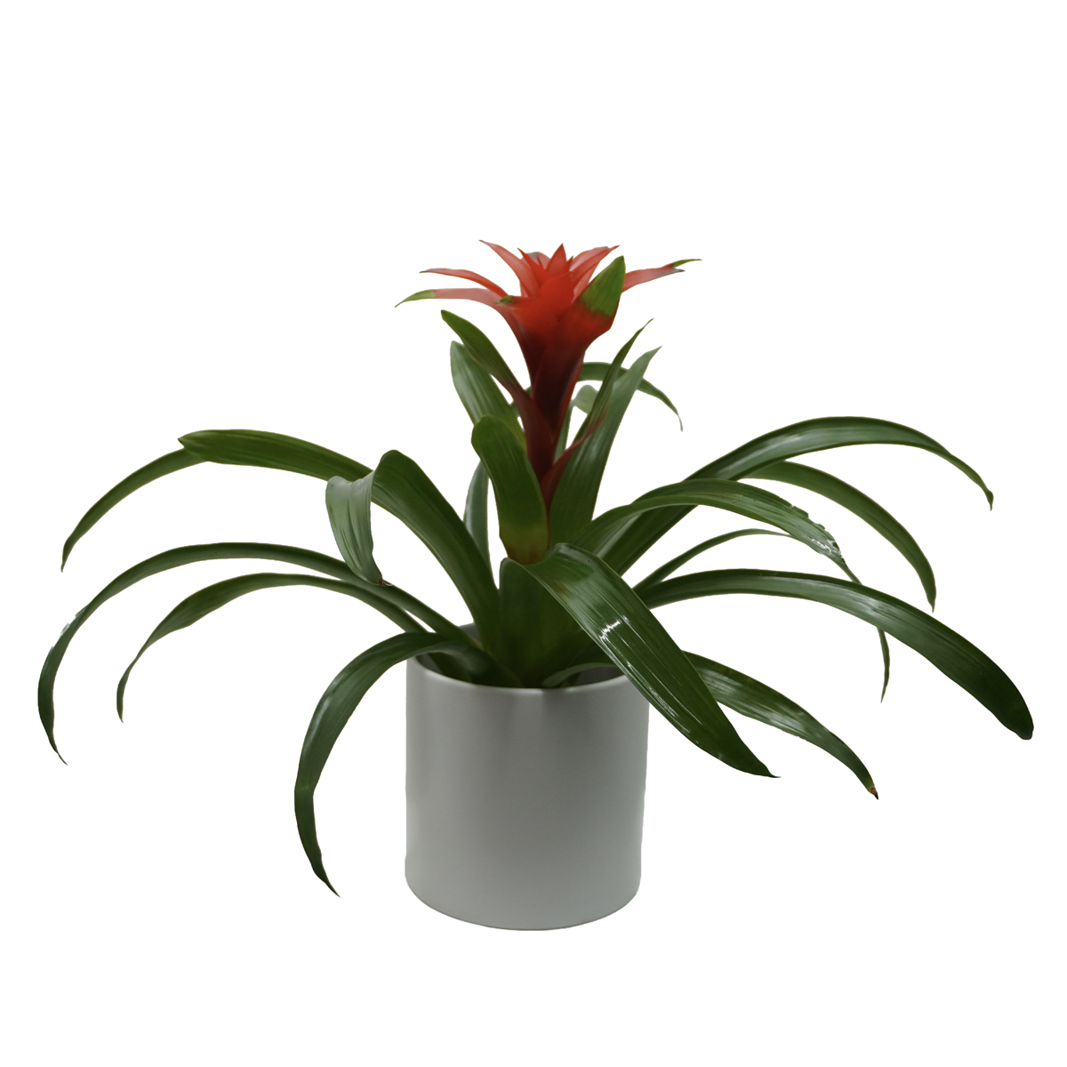 bromeliad bromeliad