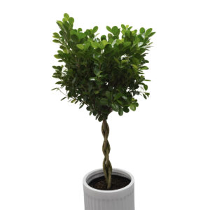 ficus danielle