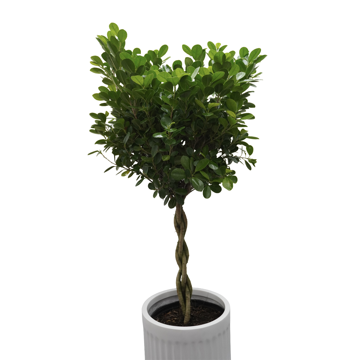 ficus danielle ficus danielle