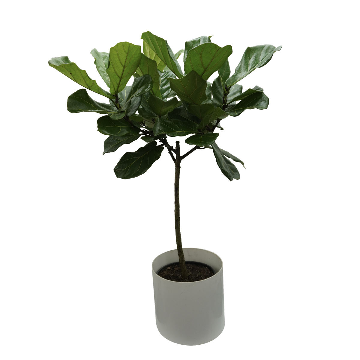 fiddle fig tree fiddle fig tree