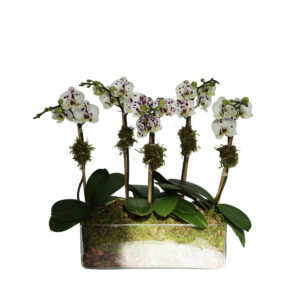 mini egg plant orchids in a small rectangle glass pot