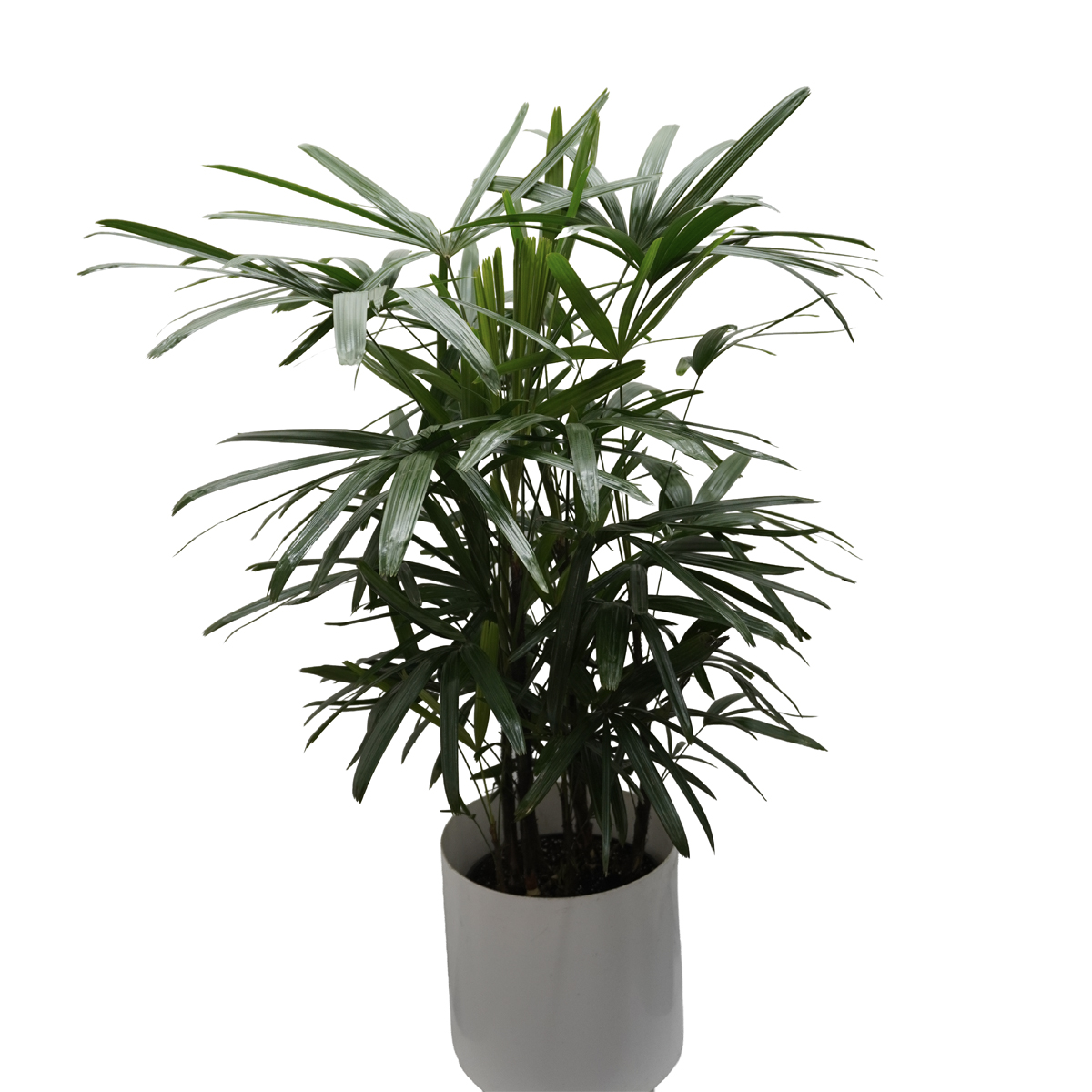 rhapis palm rhapis palm