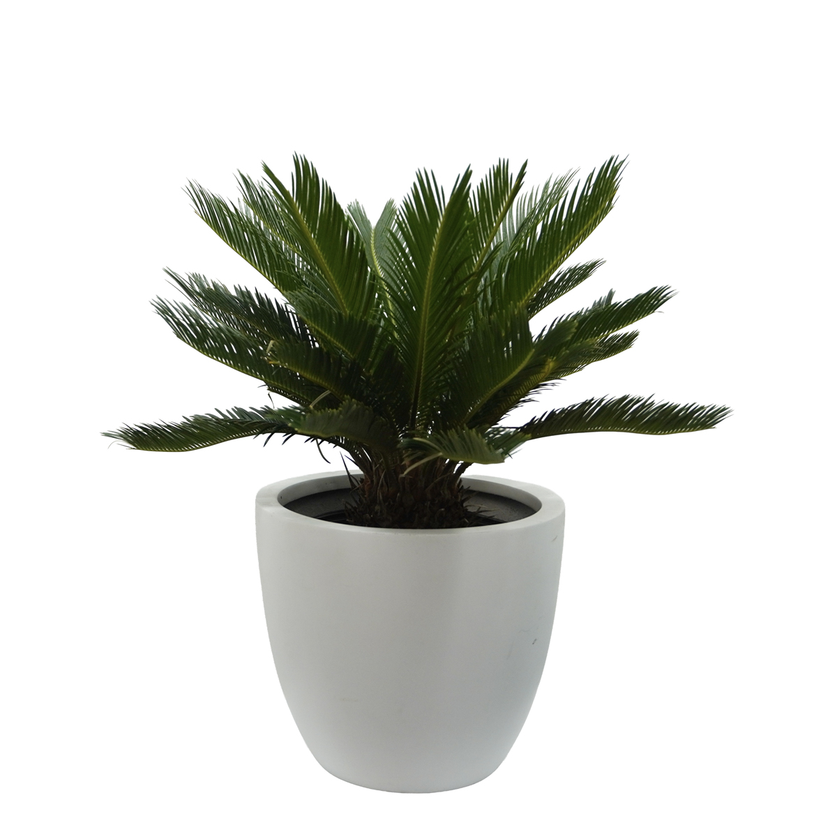 sago palm in a white pot sago palm in a white pot