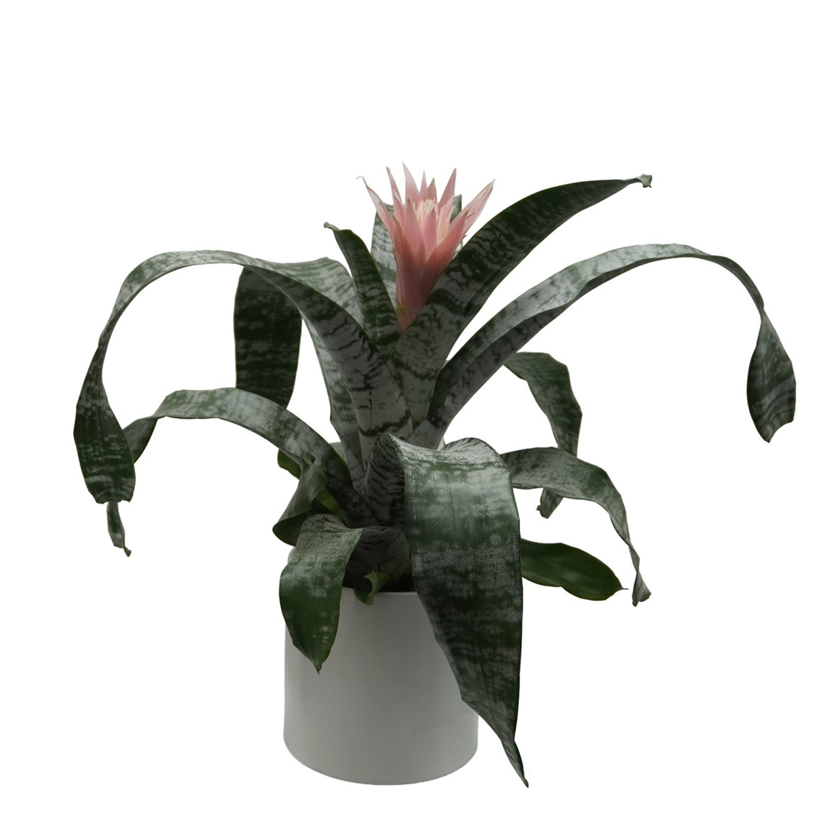 silvery green bromeliad silvery green bromeliad