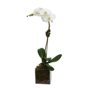 Home single stem orchid