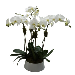 Home 4 tall white phals in a 10" round white pot