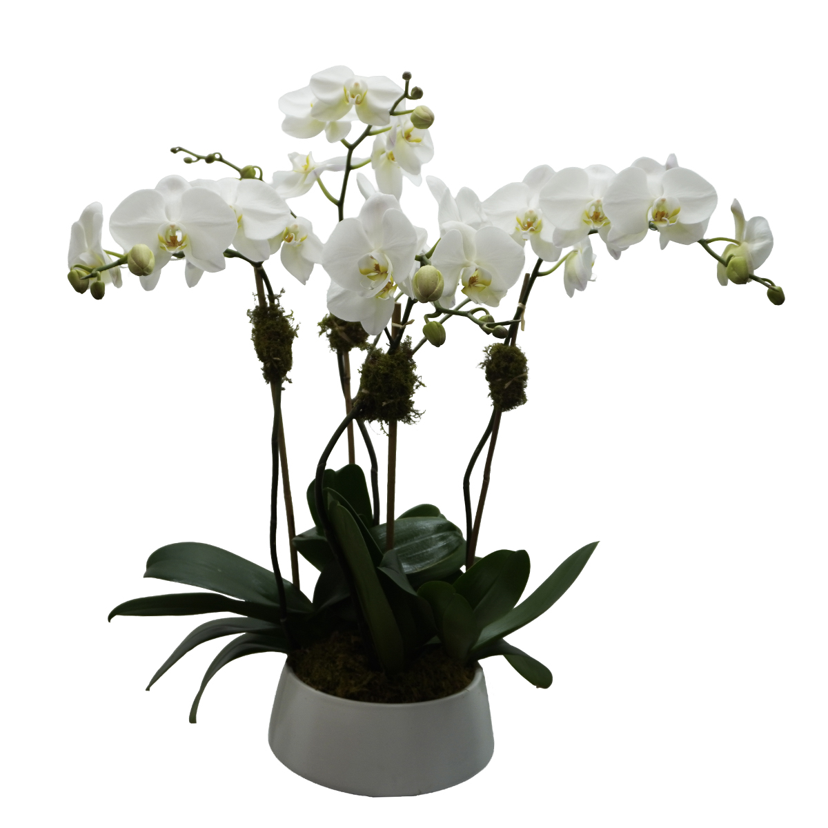 4 tall white phals in a 10" round white pot 4 tall white phals in a 10" round white pot