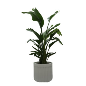 white bird of paradise