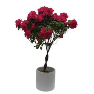 web azalea