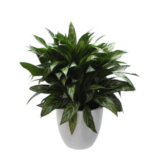 web evergreen copy